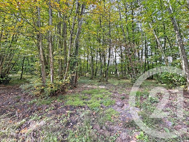 maison à vendre - 6 pièces - 150.94 m2 - PRUNIERS EN SOLOGNE - 41 - CENTRE - Century 21 Sologne Immobilier