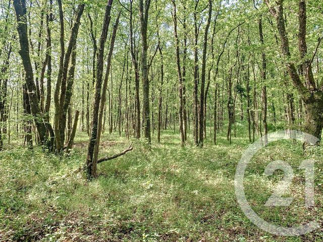 terrain à vendre - 24625.0 m2 - VILLEFRANCHE SUR CHER - 41 - CENTRE - Century 21 Sologne Immobilier