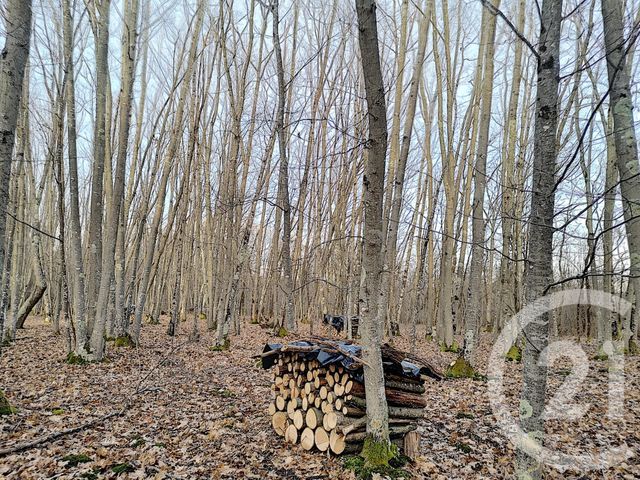 terrain à vendre - 108852.0 m2 - VILLEFRANCHE SUR CHER - 41 - CENTRE - Century 21 Sologne Immobilier