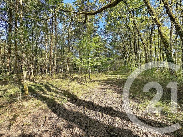 terrain à vendre - 56730.0 m2 - LASSAY SUR CROISNE - 41 - CENTRE - Century 21 Sologne Immobilier